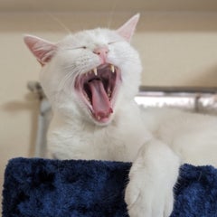 俺のプロフィール