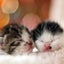 画像 猫さんダイアリー♪(=^・^=)のユーザープロフィール画像