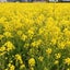 画像 田舎に移住して自給自足のユーザープロフィール画像