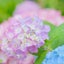 aoiのサムネイル
