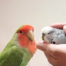 きなこもちのプロフィール