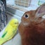 画像 ミニレッキスつむぎとセキセイインコらむね、月組こむぎのﾄドタバタ母ちゃん日記のユーザープロフィール画像