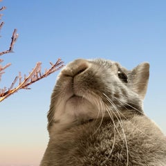 たぬきさんのプロフィール