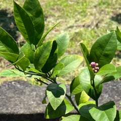 いぷ🌿のプロフィール