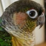 インコちゃんと過ごす日々のプロフィール