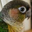 インコちゃんと過ごす日々のサムネイル