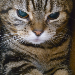 氷山猫くろのプロフィール