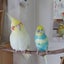 Coccoのサムネイル