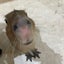 もものサムネイル