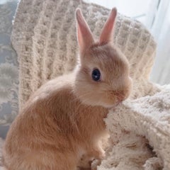 Ameliaのプロフィール