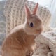 Amelia tearoomのサムネイル