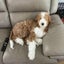 Doodleドゥドゥのサムネイル