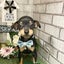 アルフレッドのサムネイル