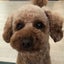 rossipupuのサムネイル