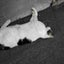 統失の黒猫のサムネイル