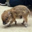 めがね女子さんのサムネイル