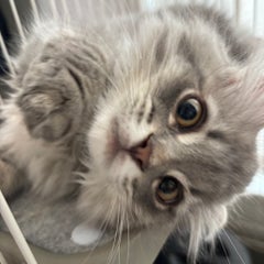 七理Rのプロフィール