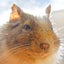 ででのサムネイル