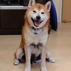 苦肉の策士のプロフィール