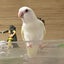 トリキンのサムネイル