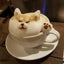 コタコのサムネイル