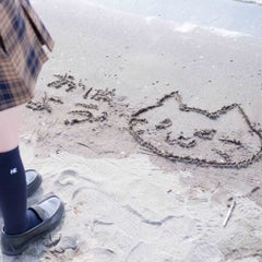 こま菊のプロフィール