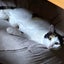 猫部猫課猫係長のサムネイル