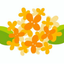 オスマンサス🌼のサムネイル