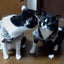 画像 はちわれ猫ミュウルナの記録のユーザープロフィール画像