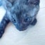 コック長のサムネイル