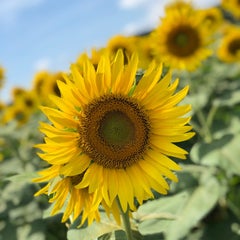 ぼうたろうのプロフィール