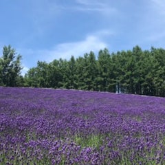 杏☆彡（アン）のプロフィール
