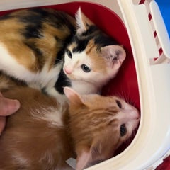 withcat22のプロフィール