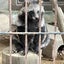 ぽんぽこのサムネイル