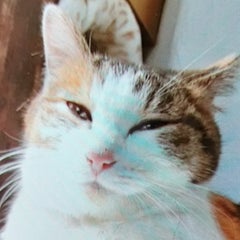 がじゅまろ。のプロフィール