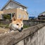 romi-romi-tのサムネイル