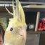 ぴぴこのサムネイル