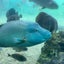 tonkoromochiのサムネイル