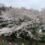柚香のサムネイル