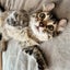 イタズラねこのルーとラテのサムネイル