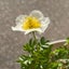 meconopsis-alpineのサムネイル