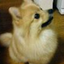 kaosuzu0523のサムネイル