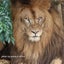 画像 アフリカゾウ・チーター　写真＆CG日記のユーザープロフィール画像