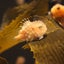 taruippoのサムネイル