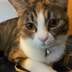 ビタミンのプロフィール