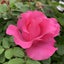 画像 hirariの日記のユーザープロフィール画像