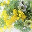 苺の花のサムネイル