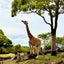 きりんのサムネイル