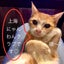 画像 JNWCS上海にゃんわんクラブのユーザープロフィール画像
