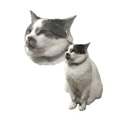 たかぼうのプロフィール